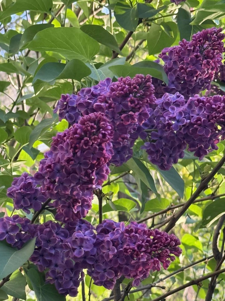 Liliac