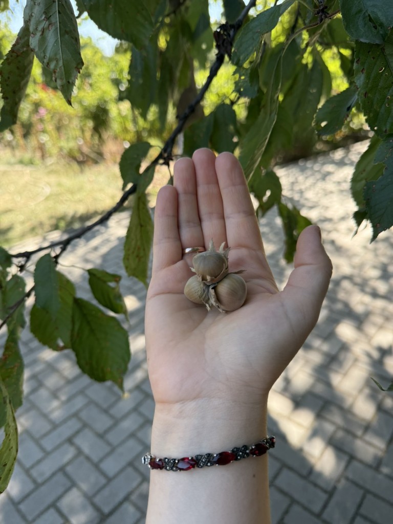 viber_image_2025-09-08_09-03-22-554