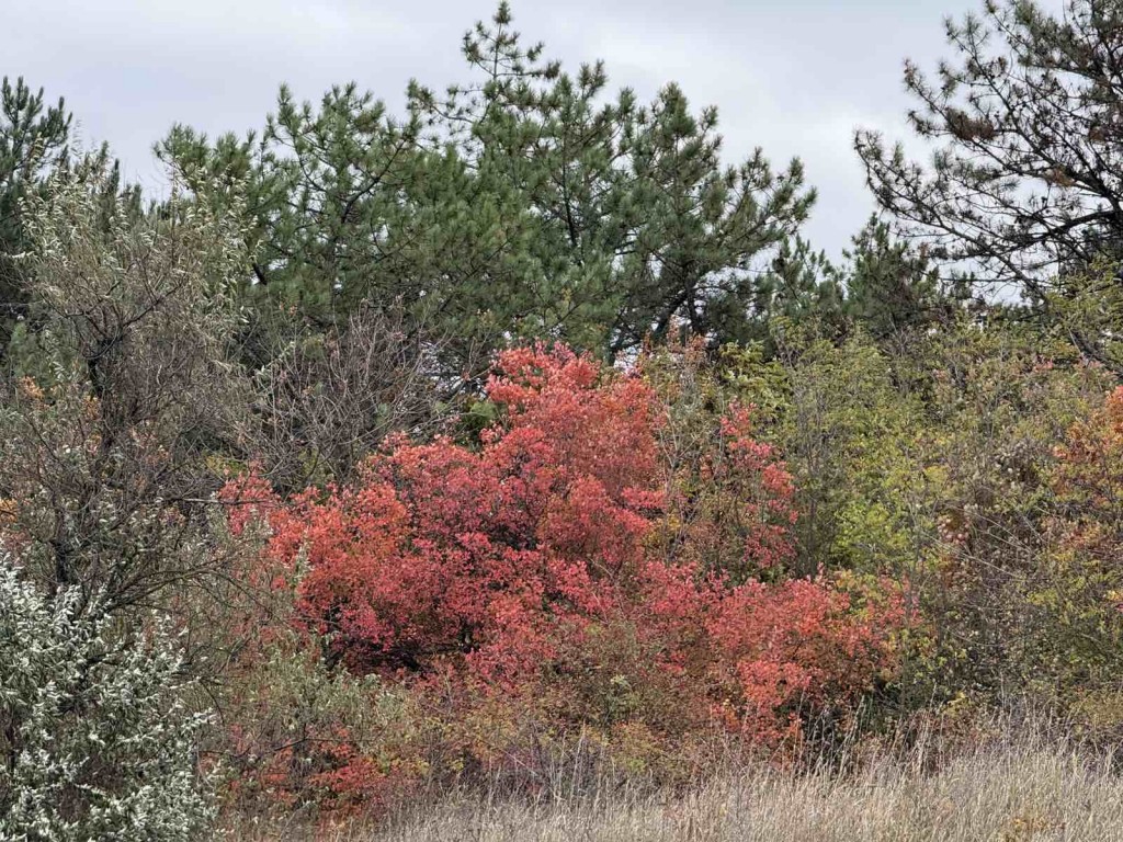 viber_image_2025-10-19_15-30-11-475