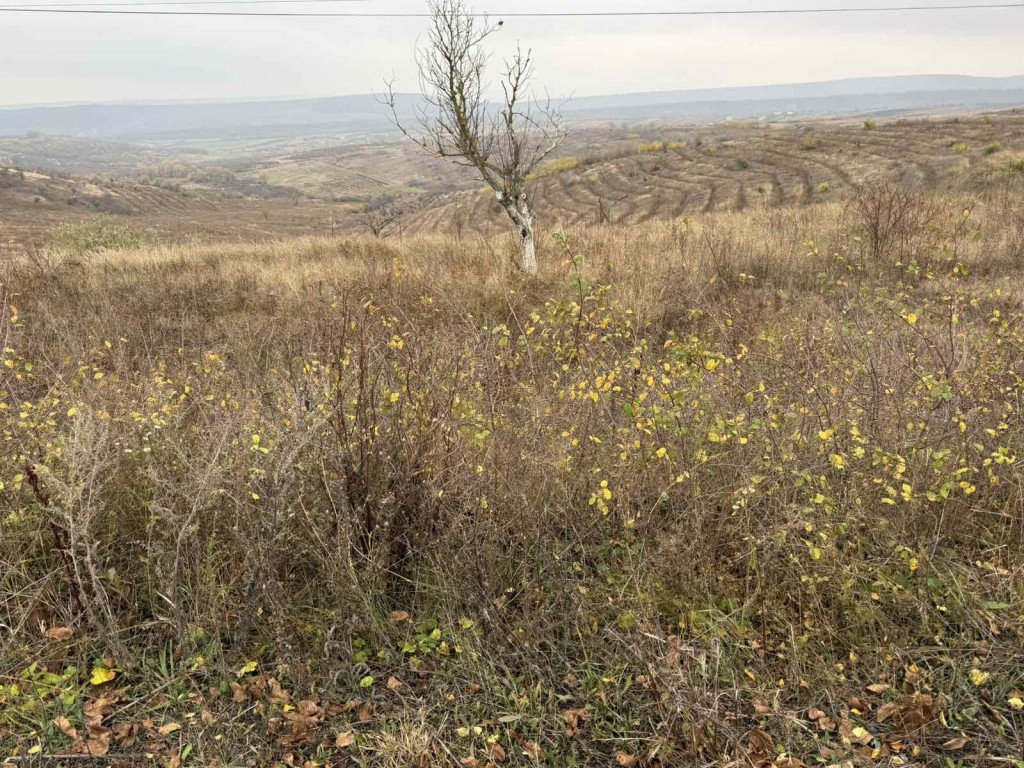 viber_image_2025-11-06_19-34-01-684