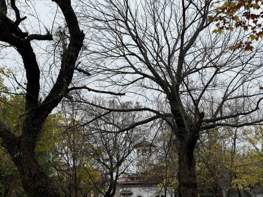 viber_image_2025-11-15_17-46-33-014