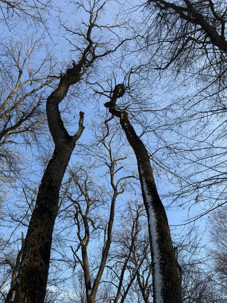 viber_image_2026-01-13_19-42-14-140