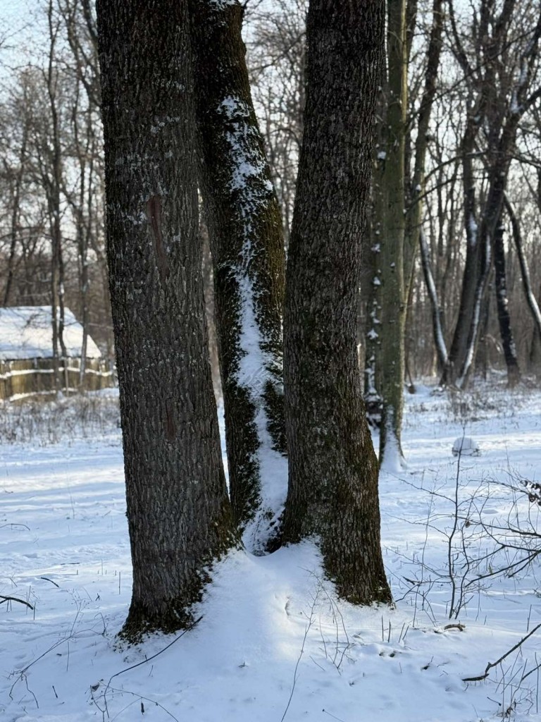 viber_image_2026-01-14_15-15-27-252