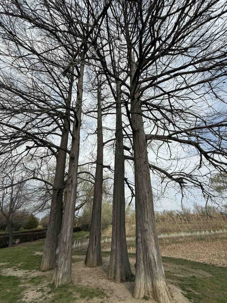 viber_image_2026-03-29_10-07-53-158