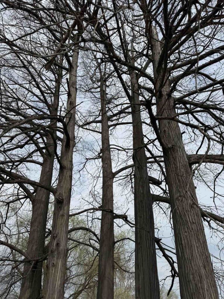 viber_image_2026-03-29_10-07-53-418